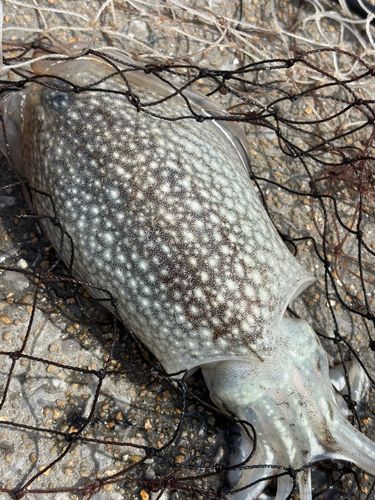 コウイカの釣果