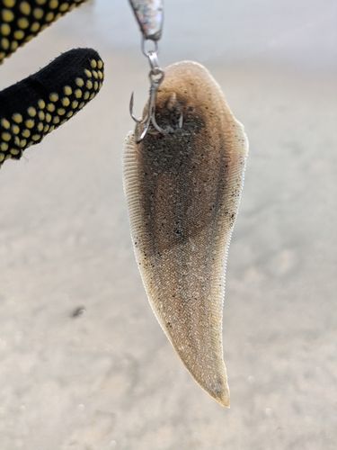シタビラメの釣果