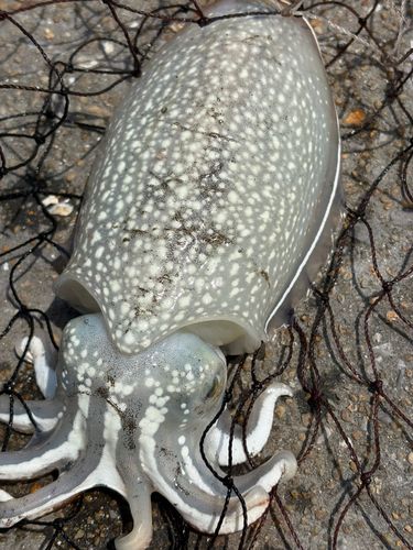 コウイカの釣果