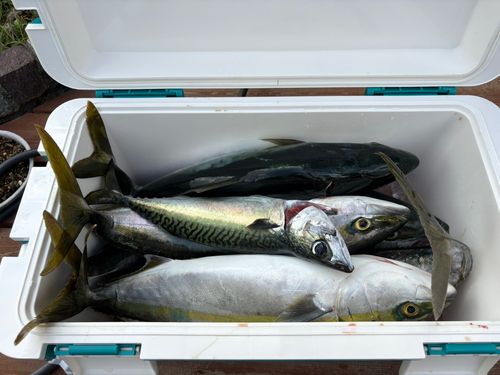 ワラサの釣果