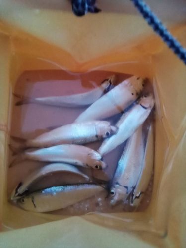サッパの釣果