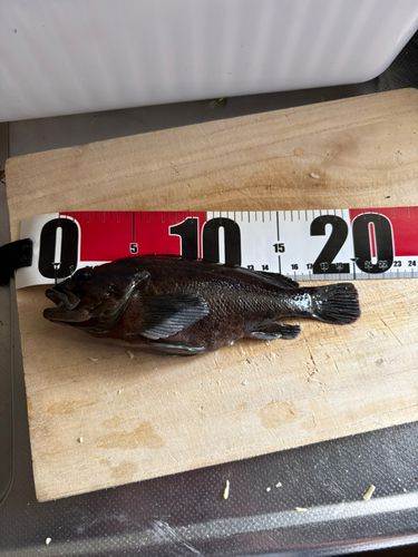 クロソイの釣果