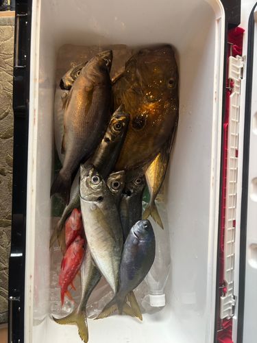 マトウダイの釣果