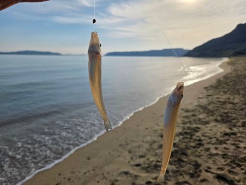 キスの釣果