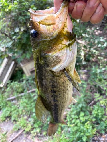 ラージマウスバスの釣果