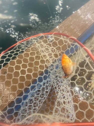 キンギョの釣果