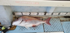 タイの釣果