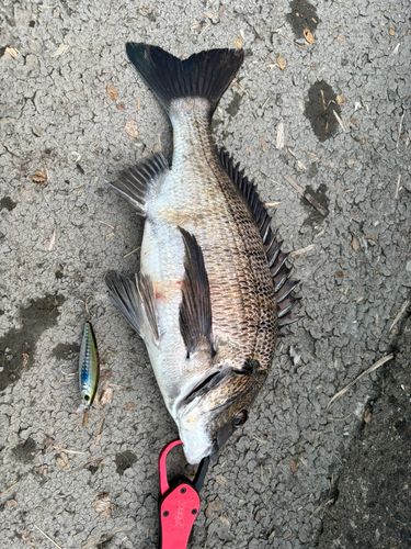 チヌの釣果