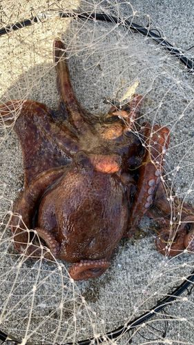 マダコの釣果