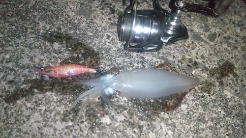 ケンサキイカの釣果