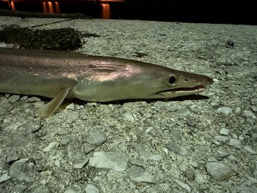 ハモの釣果