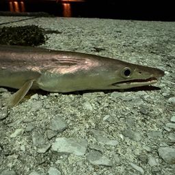 ハモの釣果写真