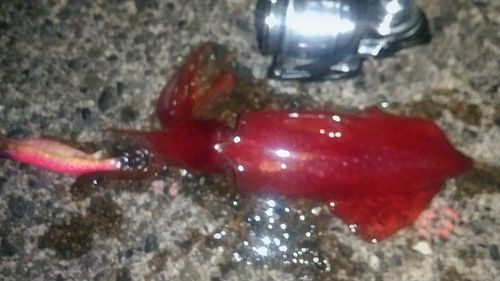 ケンサキイカの釣果