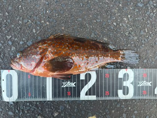 キジハタの釣果