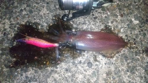 ケンサキイカの釣果