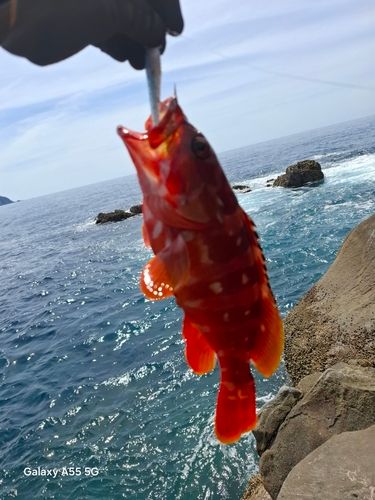 アカハタの釣果