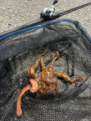 マダコの釣果