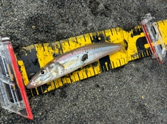 シロギスの釣果