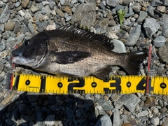 クロダイの釣果