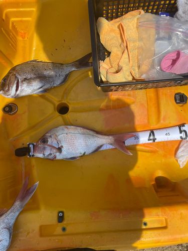 タイの釣果