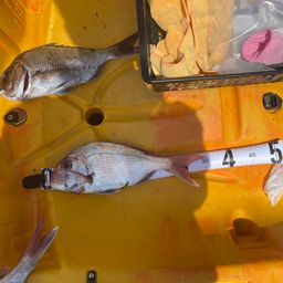 タイの釣果写真