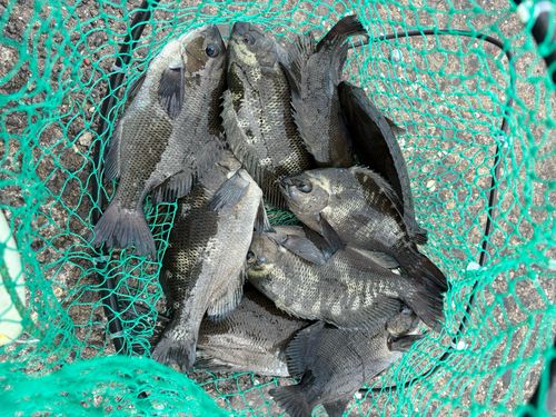 グレの釣果