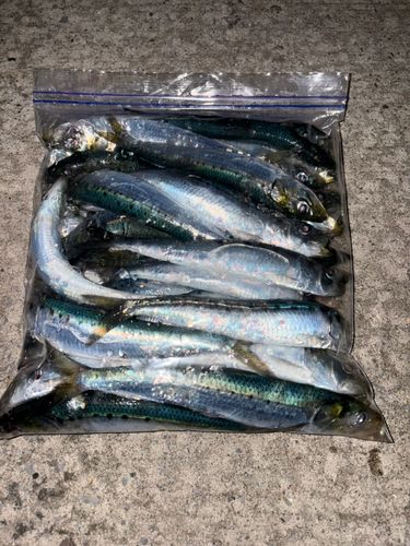 イワシの釣果