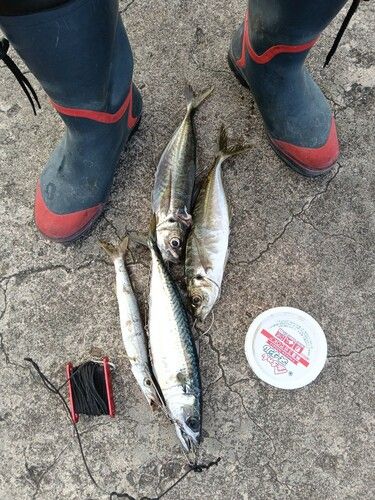 サバの釣果