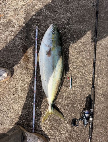 メジロの釣果
