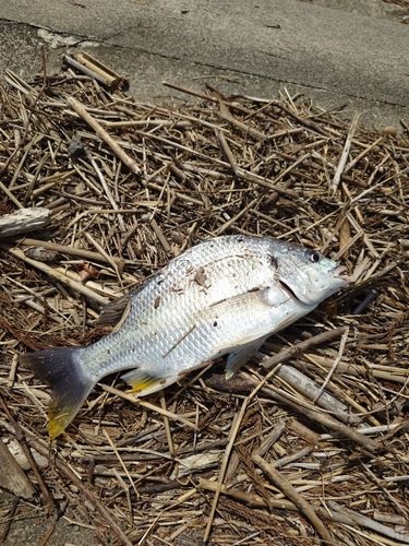 キビレの釣果