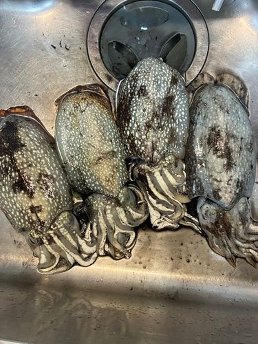 シリヤケイカの釣果