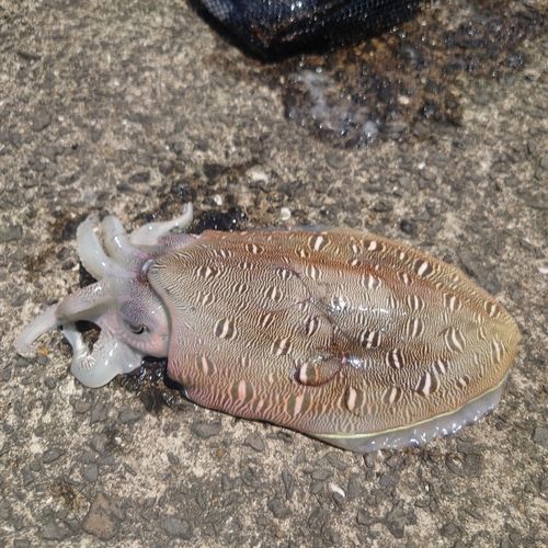 コウイカの釣果