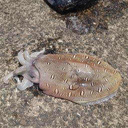 コウイカの釣果写真