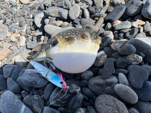 クサフグの釣果