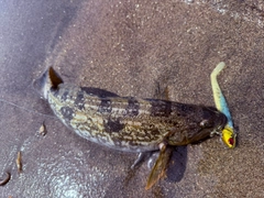 アブラコの釣果