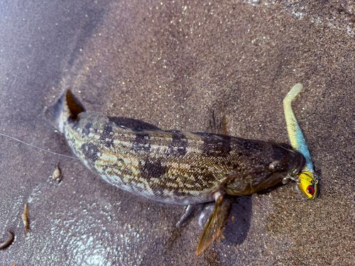 アブラコの釣果