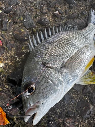 キビレの釣果