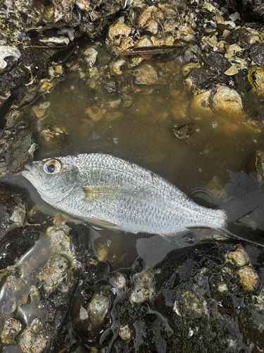 コノシロの釣果