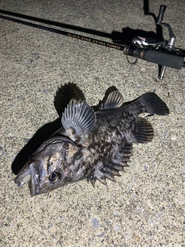 クロソイの釣果