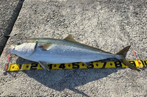 ブリの釣果