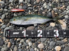 コゾクラの釣果