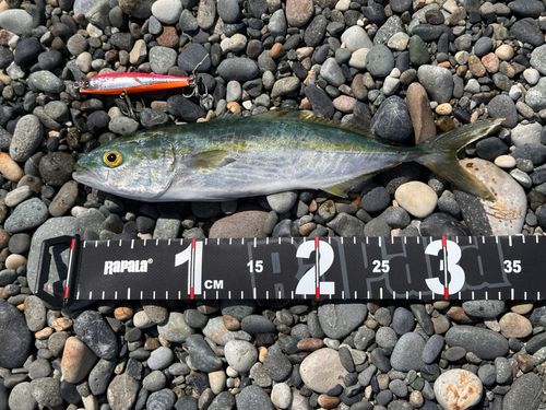 コゾクラの釣果