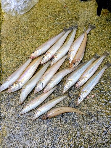シロギスの釣果