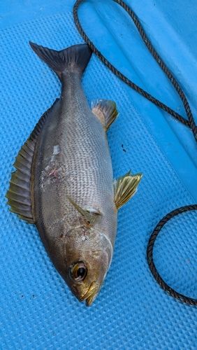 イサキの釣果