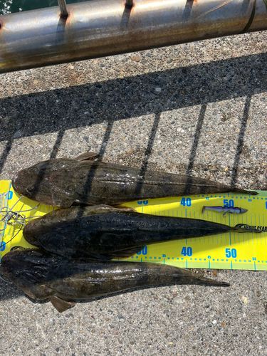 マゴチの釣果