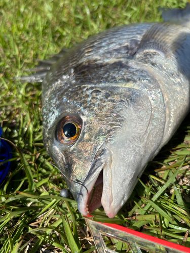 キビレの釣果