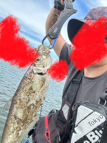 ターポンの釣果