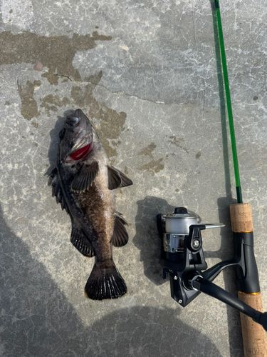ソイの釣果