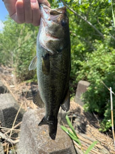 ブラックバスの釣果