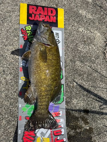 スモールマウスバスの釣果